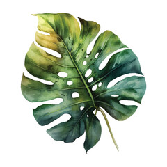  tropical monstera leaf illustration3 © rhythmiccolor