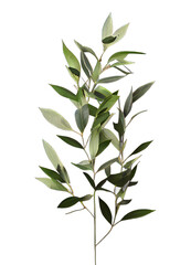 green leaves on transparent background, Italian Ruscus Branch on isolated white background