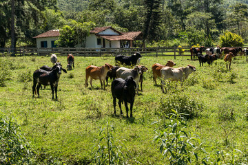 Cattle grazing in the pasture with mountains and nature in the background. Oxen, cows and calves...