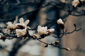 Magnolia flower