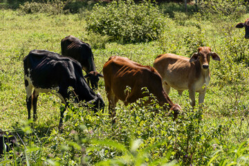 Cattle grazing in the pasture with mountains and nature in the background. Oxen, cows and calves...