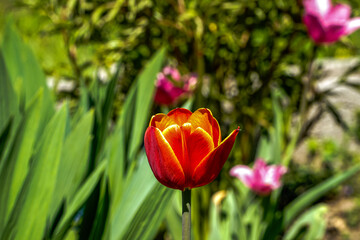 tulipan , kwiaty, ogród, wieś, podwórko , wiosna, kwietnik, piwonia, drzewo,  wierzba © Daniel Folek