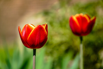 tulipan , kwiaty, ogród, wieś, podwórko , wiosna, kwietnik, piwonia, drzewo,  wierzba © Daniel Folek