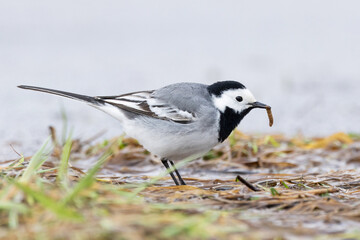 Closeup of a common songbird White wagtail eating a small worm on an early spring day in a wetland in Estonia, Northern Europe	