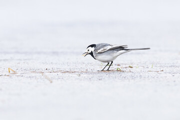 Common songbird White wagtail standing on ice and eating a small worm on an early spring day in a wetland in Estonia, Northern Europe	