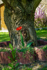 tulipan , kwiaty, ogród, wieś, podwórko , wiosna, kwietnik, piwonia, drzewo,  wierzba © Daniel Folek