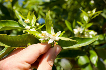 Orange blossom, the orange flower