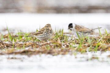 Meadow pipit standing in front of a Reed bunting on a wetland in Estonia, Northern Europe