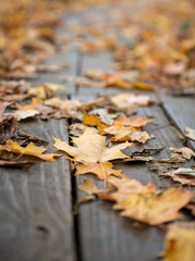 autumn leaves on the ground