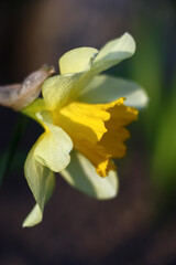 Fototapeta na wymiar Solar spring evening. A narcissus flower with a large yellow crown and light yellowish petals. On petals and a crown play of light and shadow.