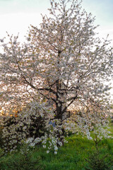 czereśnie, sad, ogród, wiosna, owoce, wieś, wiśnia, drzewo © Daniel Folek
