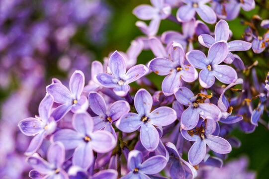  kwiat, wiosna, podw&oacute;rko , wieś, ogr&oacute;d , krzew , krzewy, kwiaty, bez, bzy