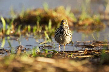 A closeup of a small passerine Meadow pipit standing in wetland on a sunny early spring day in Estonia, Northern Europe	