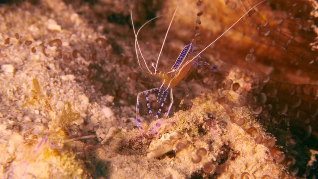 Shrimp in coral reef of the Caribbean Sea