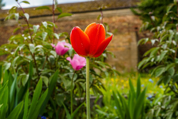tulipan , kwiaty, ogród, wieś, podwórko , wiosna, kwietnik, piwonia
