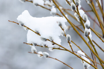 Soft Willow catkins covered with fresh snow on an early spring day in Estonia, Northern Europe