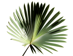 palm fan leaf on transparent background, palm leaf, white color background, high key	
