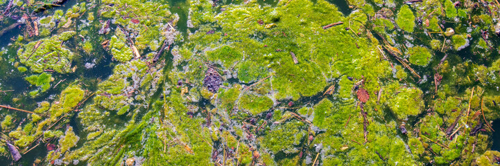 water pollution with growth of green algae
