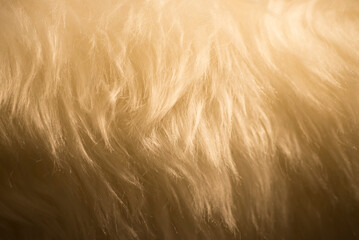 Close-up detail of natural beautiful golden yellow fur