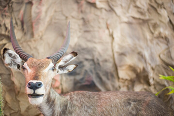 wild animal face deer in the zoo