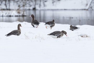 Fototapeta premium Group of Greater white-fronted geese looking for food on a snowy pasture in Estonia, Northern Europe 