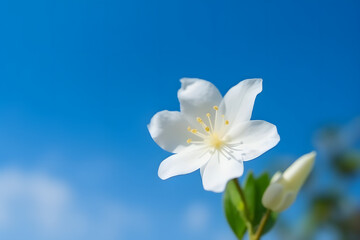 Obraz premium Single flower in the soft blue sky. Generative ai.