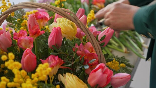 Close-up: caucasian lady collects beautiful flower basket. A professional assembles flower arrangement with mimosa and tulip. Woman cuts flowers with secateurs and puts them in a flower arrangement.
