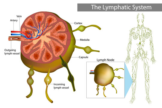 Lymph node, or lymph gland is a organ of the lymphatic system and the adaptive immune system.