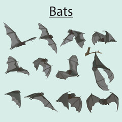 types of bats for printing