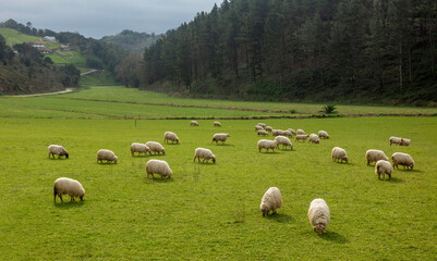 Ovejas en Zumaia