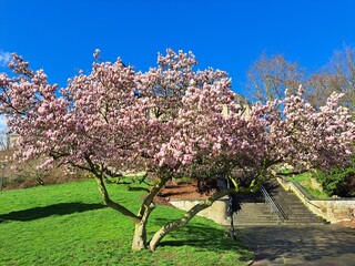Magnolia liliiflora blooms in April in the garden. Magnolia liliiflora, woody-orchid, Mulan-,...