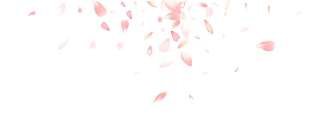 Pastel Lotus Petal Vector White Background. Pink