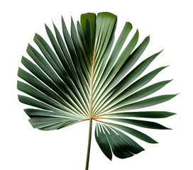 palm fan leaf on transparent background, palm leaf, white color background, high key	