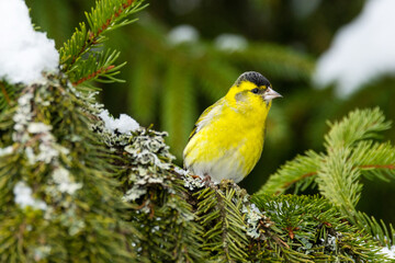 A small and vibrant yellow male Eurasian siskin perched on a Spruce branch on a late winter day in Estonia, Northern Europe