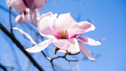 Magnolienblüte im Sonnenschein © Juliana