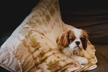 Portrait of a pet baby King Charles Cavalier sitting on a couch in a sunlight kissed home