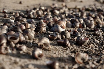 shells