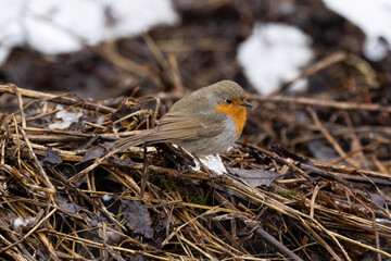 European robin searching for food from a snowless patch during an early spring day in Estonia.