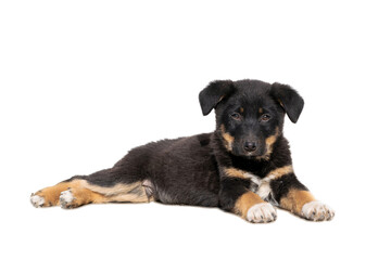 Black brown puppy lying on white