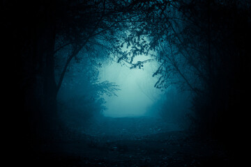 The pathway through the dark foggy forest among the lush growth.