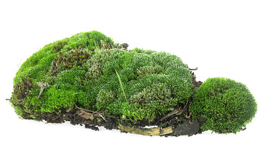 Closeup of green forest moss isolated on a white background. Green moss with grass.
