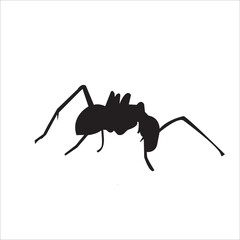 ant isolated on white background