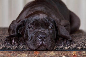 cane corso italiano puppy