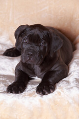 cane corso italiano puppy