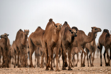 group of camels in the green nature and charming mountains
