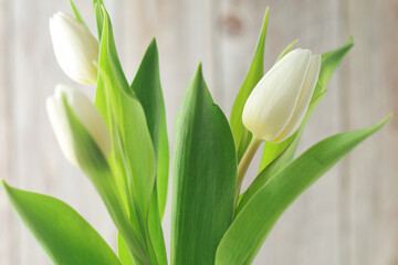 White tulips on the white background	