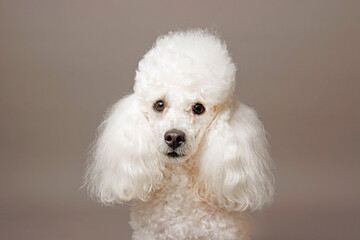 Portrait of a white poodle. Isolated on gray background