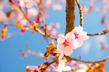 close-up of a almond flower on a tree branch on a blue sky background