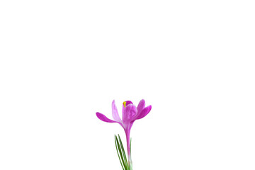  Spring flower of lilac crocus close-up. Isolate on white. PNG