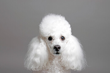 Portrait of a white poodle. Isolated on gray background